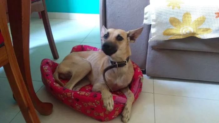 Cachorro ra a Sem raça idade 1 ano nome Salomé