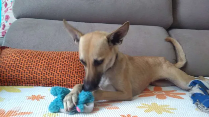 Cachorro ra a Sem raça idade 1 ano nome Salomé