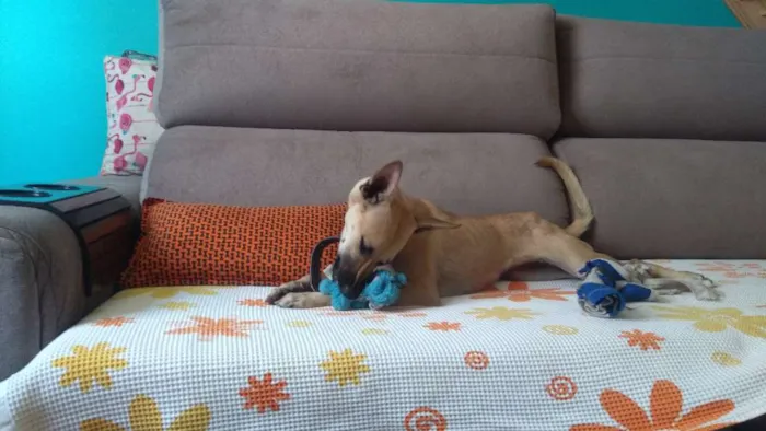 Cachorro ra a Sem raça idade 1 ano nome Salomé