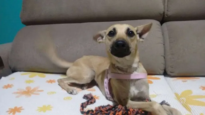 Cachorro ra a Sem raça idade 1 ano nome Salomé