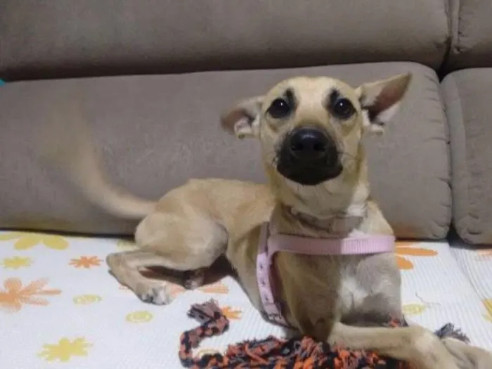 Cachorro ra a Sem raça idade 1 ano nome Salomé