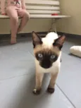 Pipoca