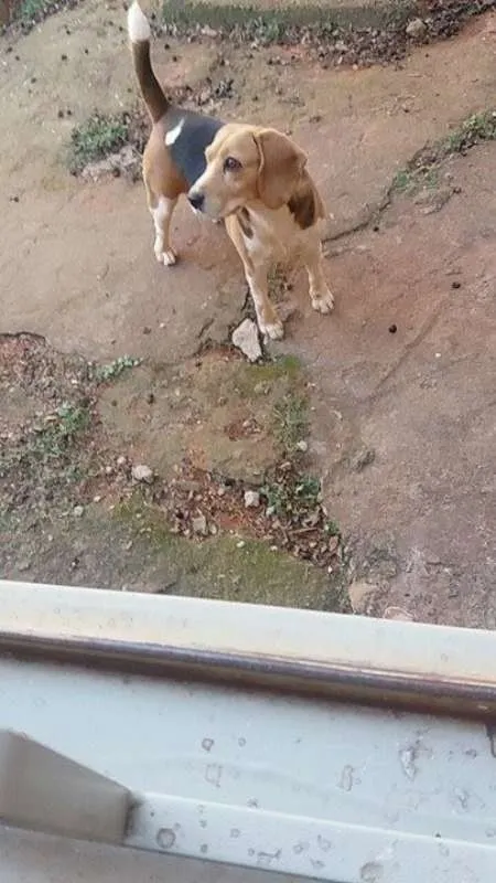 Cachorro raça Beagle idade 4 anos nome Tutty