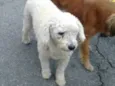 pat