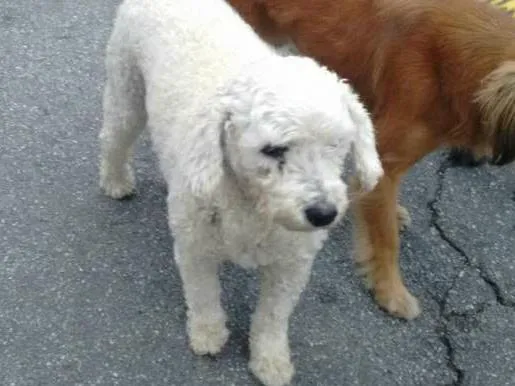 Cachorro ra a poodle idade 4 anos nome pat