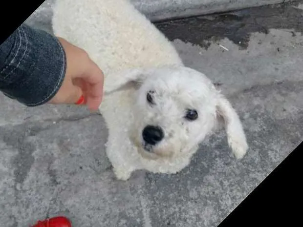 Cachorro ra a poodle idade 4 anos nome pat
