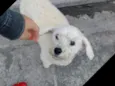 pat
