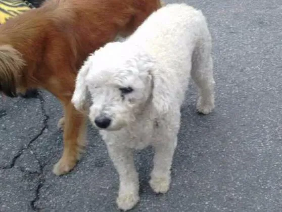 Cachorro ra a poodle idade 4 anos nome pat