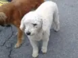 pat