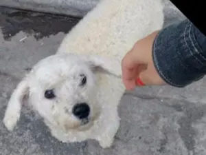 Cachorro raça poodle idade 4 anos nome pat