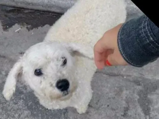 Cachorro ra a poodle idade 4 anos nome pat