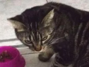 Gato raça Vira lata idade 1 ano nome Princess