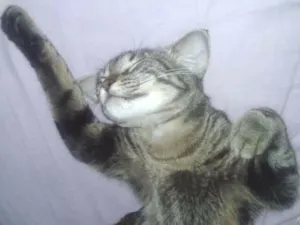 Gato raça Vira lata idade 1 ano nome Princess