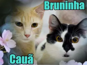 Gato raça SRD idade 2 a 6 meses nome Cauã e Bruninha