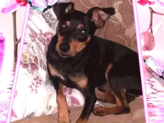 Cachorro ra a Pinscher idade 1 ano nome Charlinho