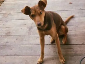 Cachorro raça Vira lata  idade 2 anos nome Tobias 