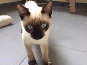 Gato raça Siamês  idade 2 a 6 meses nome Pipoca