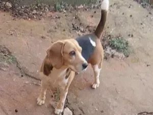Cachorro raça Beagle idade 4 anos nome Tutty