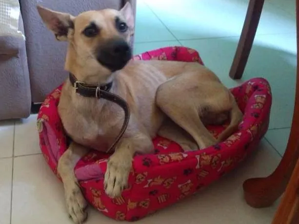 Cachorro ra a Sem raça idade 1 ano nome Salomé