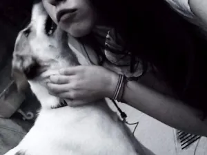 Cachorro raça BOXER idade 6 ou mais anos nome JIMI