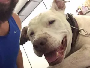 Cachorro raça Pit-Bull idade 4 anos nome Luigi e Manu