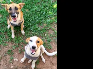 Cachorro raça Srd idade 7 a 11 meses nome 2 Lindas