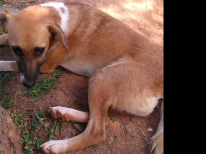 Cachorro ra a Srd idade 7 a 11 meses nome Sem nome