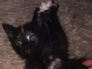 Gato raça sem raça idade Abaixo de 2 meses nome Mel