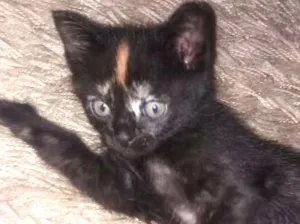 Gato raça sem raça idade Abaixo de 2 meses nome Kaleo