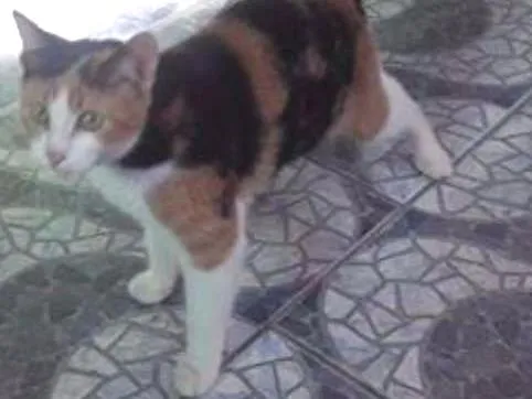Gato raça indefinida idade 2 a 6 meses nome Amarelinha