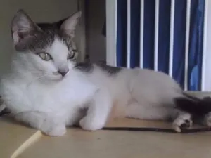Gato raça indefinida idade 2 a 6 meses nome Amarelinha