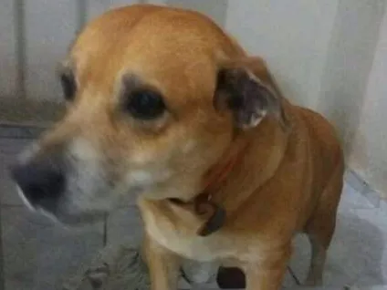 Cachorro ra a Vira lata idade 6 ou mais anos nome Belinha