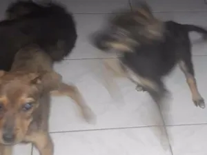 Cachorro raça Viralata idade 2 a 6 meses nome Pepito