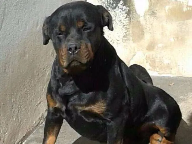 Cachorro ra a Rottweiler idade 3 anos nome Thor