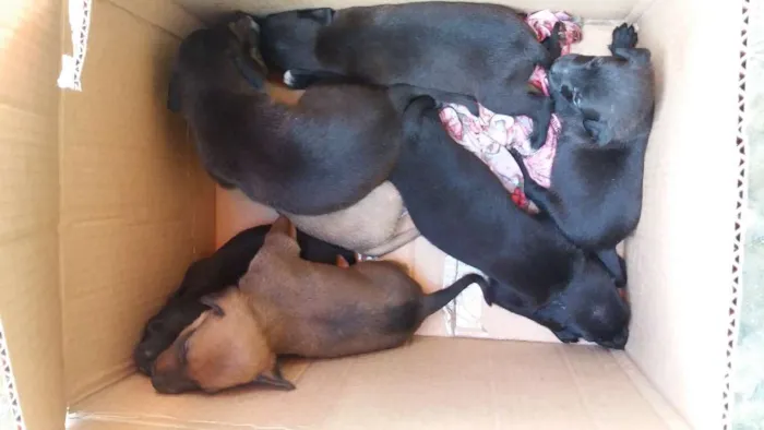 Cachorro ra a vira lata  idade Abaixo de 2 meses nome cachorrinhos 