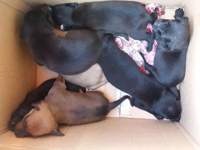 Cachorro ra a vira lata  idade Abaixo de 2 meses nome cachorrinhos 