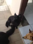 Bolinha 
