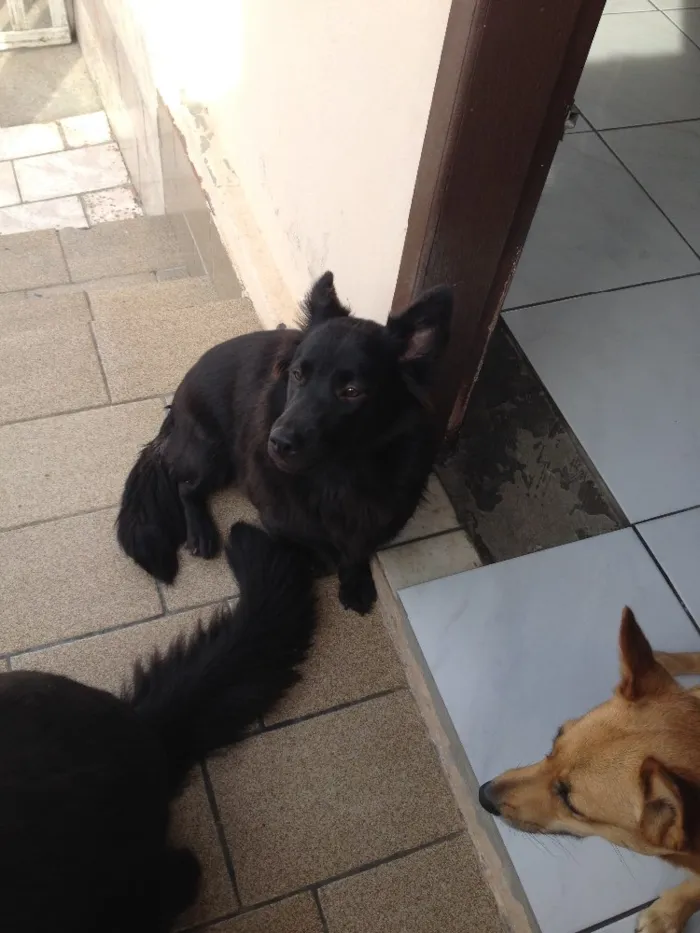Cachorro ra a Não definida idade 1 ano nome Bolinha 