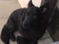 Bolinha 