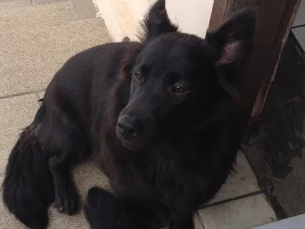 Cachorro ra a Não definida idade 1 ano nome Bolinha 
