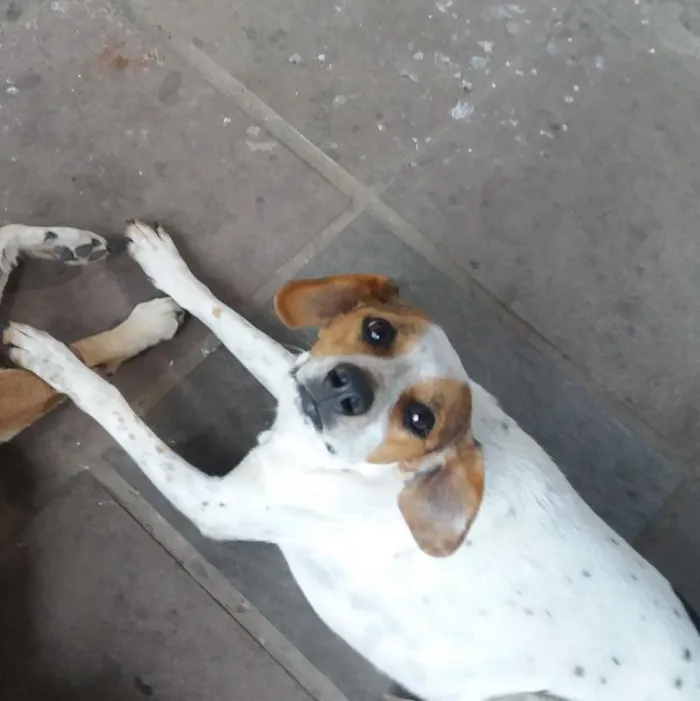 Cachorro ra a SRD idade 3 anos nome Flor