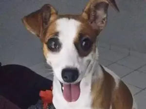 Cachorro raça Srd idade 1 ano nome Julie