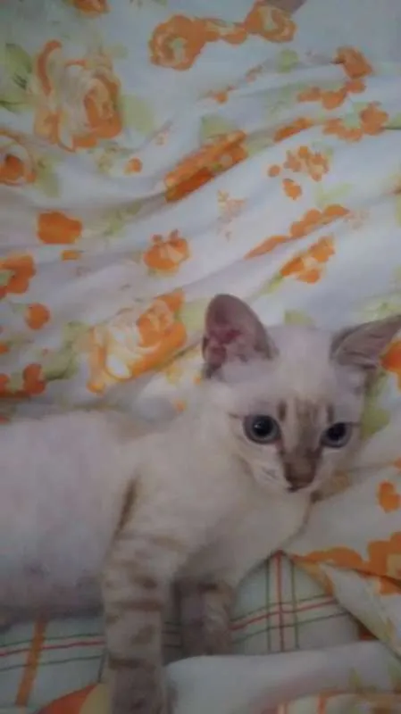 Gato ra a SRD idade 2 a 6 meses nome Moana