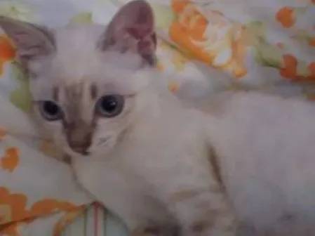 Gato ra a SRD idade 2 a 6 meses nome Moana