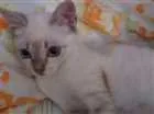 Gato raça SRD idade 2 a 6 meses nome Moana