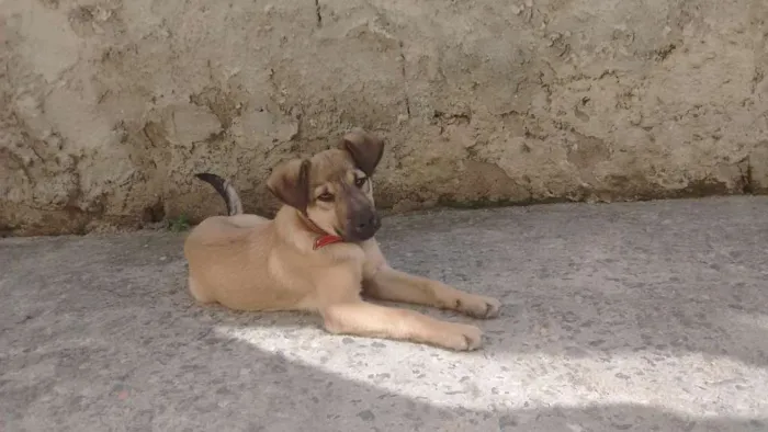 Cachorro ra a Vira lata idade 2 a 6 meses nome Hulk