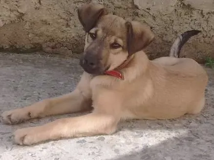Cachorro ra a Vira lata idade 2 a 6 meses nome Hulk