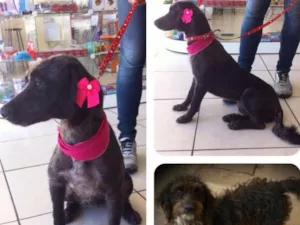 Cachorro raça Mestiça de Poodle idade 4 anos nome Pepita