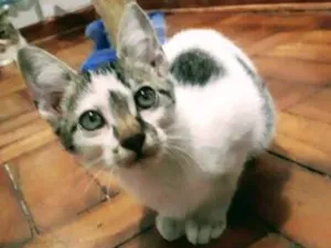 Gato raça SRD idade 2 a 6 meses nome Florzinha