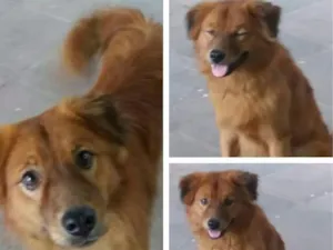 Cachorro raça SRD idade 1 ano nome Bóris